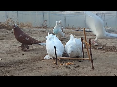 Видео: KABUTAR ushash  Ахмаджон уз дан махсус KABUTAR ishqivozlar uchun maxsus@pigeon@kabootar