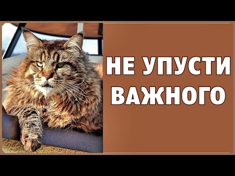 Видео: Не упускайте главное. Аксель Франк, говорилка.