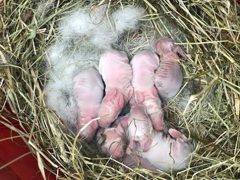 Видео: Окрол в -26 в уличных клетках , зимний окрол /калифорнийские кролики