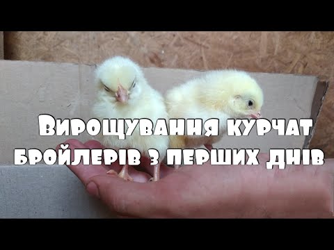 Видео: Вирощування курчат бройлерів КОББ-500 з перших днів життя| Як правильно вирощувати бройлерів