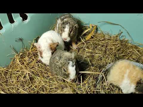Видео: Три самки + 1 самец, возраст 4 дня, литера М , #американскийтедди +79215950848 #морскаясвинка 