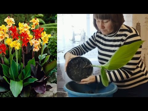 Видео: ОГЛЯД НАСіННЯ СУХОЦВіТіВ  ТА ОДНОРіЧНИКіВ