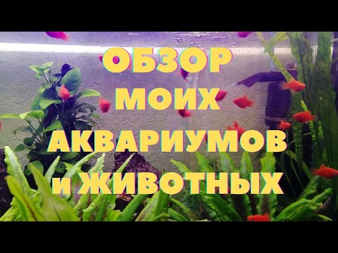 Видео: Обзор моих аквариумов и животных | С наступающим новым годом всех