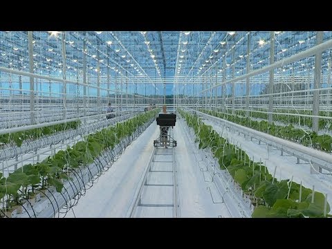 Видео: Теплица пятого поколения появилась в хозяйстве «Тепличное» Тамбовского района