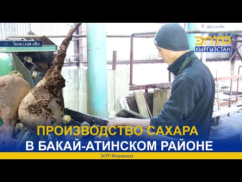 Видео: ПРОИЗВОДСТВО САХАРА В БАКАЙ-АТИНСКОМ РАЙОНЕ