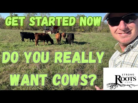 Видео: Заведите стадо коров и телят, начните разводить крупный рогатый скот