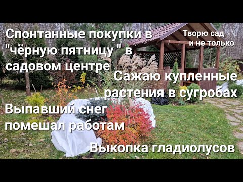 Видео: Творю сад. 03-04.11.2024. Купила растения и посадила, несмотря на сугробы )))