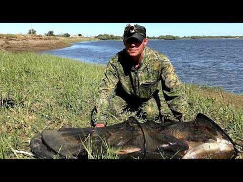 Видео: БЕШЕНЫЙ КЛЁВ САЗАНА и ОГРОМНЫХ КАРАСЕЙ на ЖМЫХОВКИ. РЫБАЛКА С НОЧЕВКОЙ на АХТУБЕ.