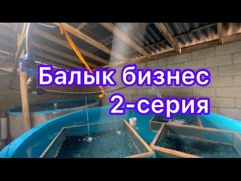 Видео: Балык бизнеске саякат Таласта~2-серия
