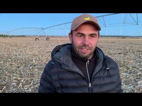 Видео: Кукуруза на зерно на поливе - урожайность 2022 года