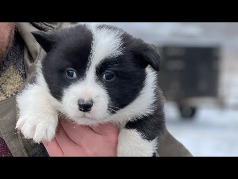 Видео: Секретный способ. Как сохранить добычу от ворона. Возврат у лайки. Как исправить.Как выявлять лучших