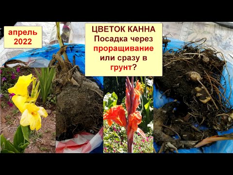Видео: Канны (Канна). Посадка канн сразу в открытый грунт или проращивание? Плюсы и минусы этих методов.