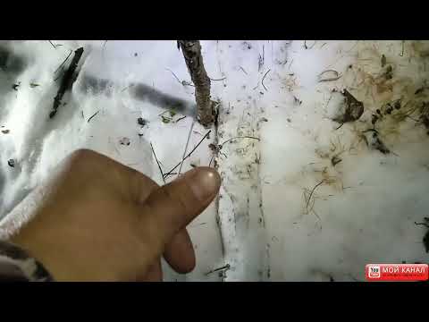 Видео: и снова проверяем петли на зайца.  3 выпуск. республика Саха Якутия