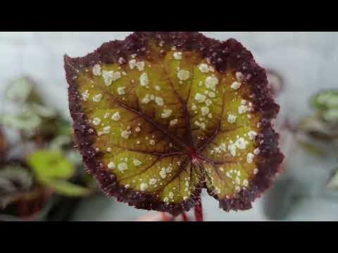 Видео: Немного сеянцев.