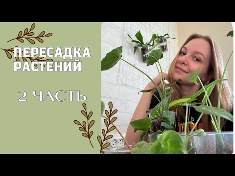 Видео: ПЕРЕСАДКА КОМНАТНЫХ РАСТЕНИЙ || АЛОКАЗИИ || БЕГОНИИ || ПЛАТИЦЕРИУМ