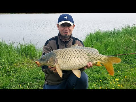 Видео: Карп на флет фідер. Рибалка в Берем'янах, Івано-Франківська обл