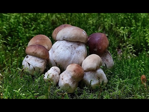 Видео: Грибной шторм. #грибы2023