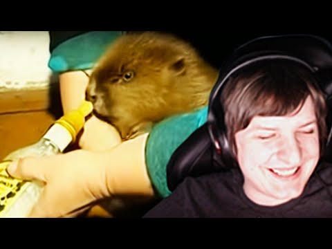 Видео: ШУСС СМОТРИТ БОБРОВ