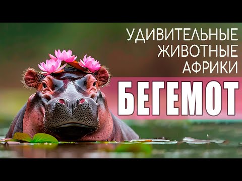 Видео: Бегемот. Удивительные животные Африки.
