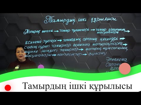 Видео: Тамырдың ішкі құрылысы. 7 сынып.