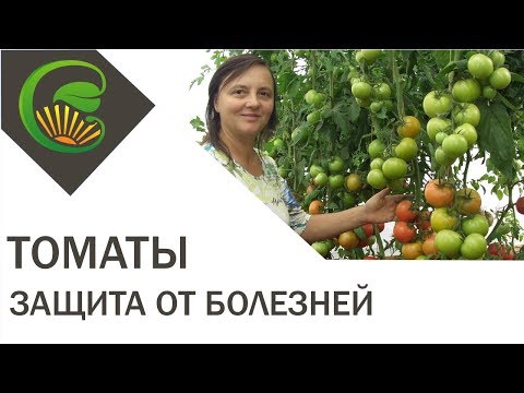 Видео: Как защитить томаты от болезней