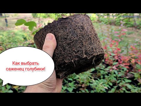 Видео: Как выбрать качественный саженец голубики!!!