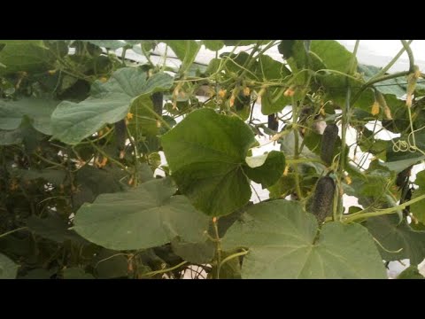 Видео: Июньские проблемы с огурцами - что делать