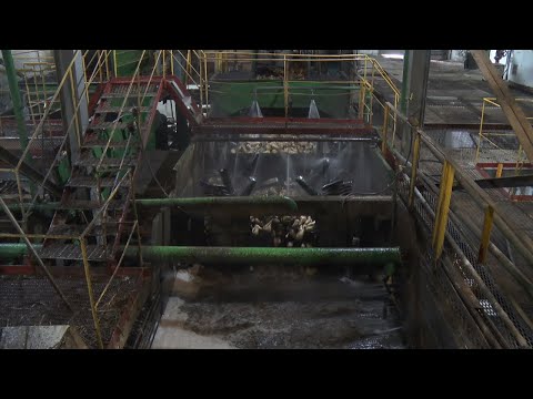 Видео: В Тамбовской области приступили к переработке сахарной свёклы нового урожая