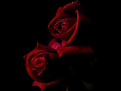 Видео: Manro Розы (slowed)