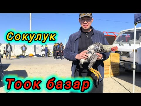 Видео: Тоок базар Сокулук #тоокбазар #итбазар #малбазар #жаймабазар #сокулукмалбазар