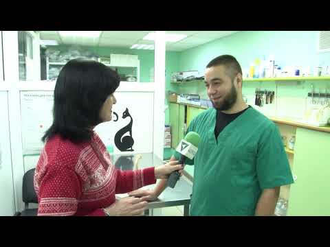 Видео: Вывих коленной чашечки у карликовых собак