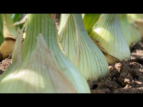 Видео: ПРАВИЛЬНЫЙ СПОСОБ ПОСЕВА В КИПЯТОК СЕМЯН ЛУКА ЭКСИБИШЕН НА РАССАДУ!