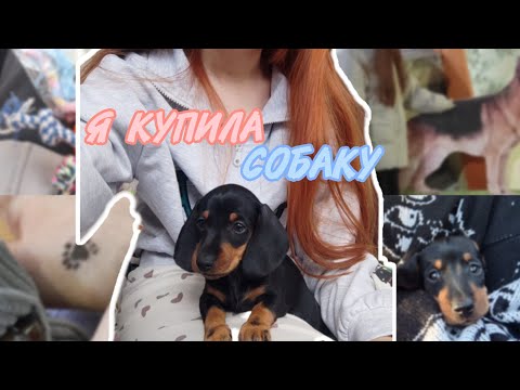 Видео: Завела щеночка таксы👐🏻🐶