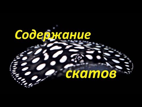 Видео: Содержание ската