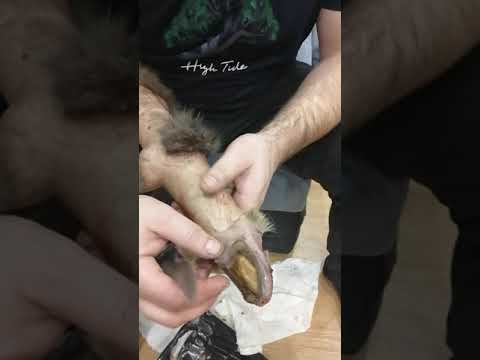 Видео: Мездрение шкурки соболя