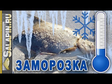 Видео: Заготовки на зиму, как правильно заморозить рыбу, грибы, ягоды [salapinru]