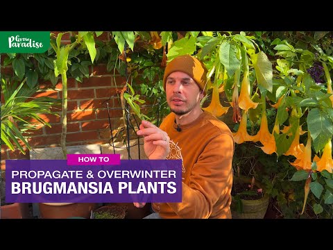 Видео: Как выращивать бругмансию: руководство по черенкованию и защите от зимних осадков