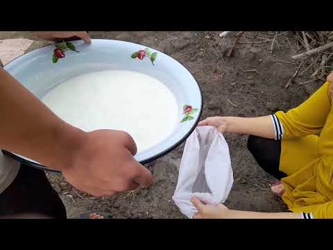 Видео: Ешкі сүтінен айран ұйытып,құрт жасау|How to cook goat's milk kefir