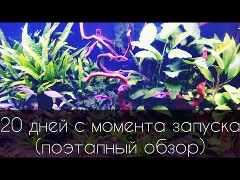Видео: Акваскейпинг. Аквариум 200 литров. 20 дней после запуска