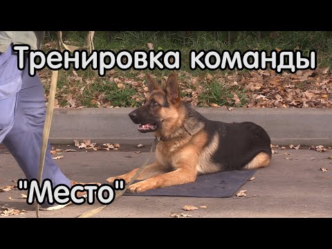 Видео: Овчарка Коби, команда место, как тренировать