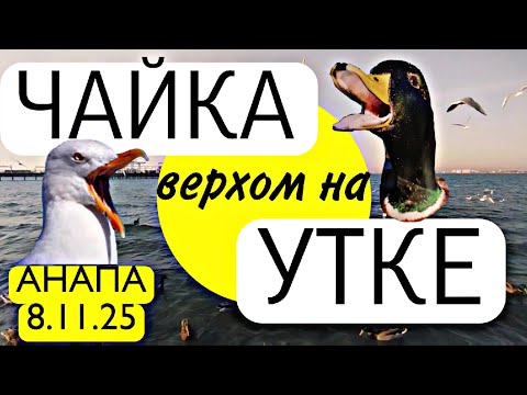 Видео: 😆🪽ЧАЙКА ВЕРХОМ НА УТКЕ 🦆 #АНАПА 🟡 8.11.25