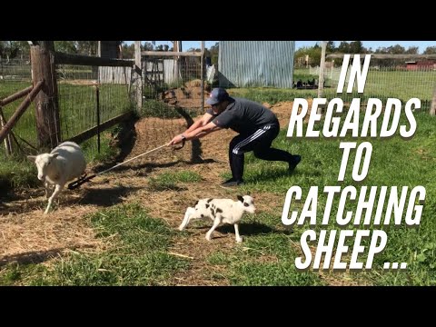 Видео: Самый БЕЗУМНЫЙ способ поймать овец!