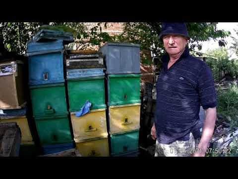 Видео: Откачал БЕЛУЮ АКАЦИЮ.Сделал-100  отводков,поставил вощину.Минимум затрат и времени.