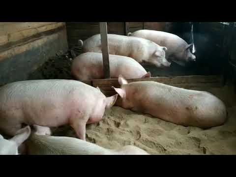 Видео: Обзор хозяйства на 6.12.2019 год.