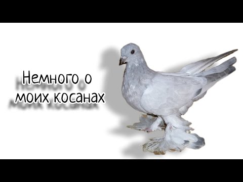 Видео: Замолвим словечко о косанах. Мои любимые голуби. Обожаю косанов