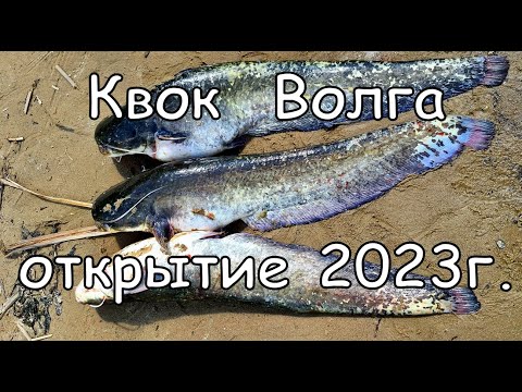 Видео: Квок, Волга. Открытие 2023г. Три сома, три хвоста!