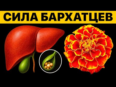 Видео: 90% людей не знают! Эти цветы спасают печень, сосуды и зрение! Тайна бархатцев раскрыта