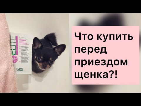 Видео: ЧТО КУПИТЬ ПЕРЕД ПРИЕЗДОМ ЩЕНКА