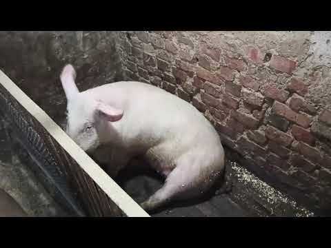 Видео: Когда покрывать свиней? Когда мы будем покрывать ДЮРКОВ.