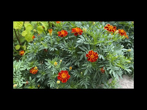 Видео: Имеретинский шафран. Приготовление специи из чернобривцев / бархатцев